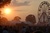 Bonnaroo ferris wheel_tiny